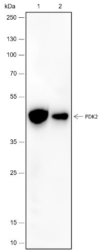 Anti-Recombinant PDK2, clone A433