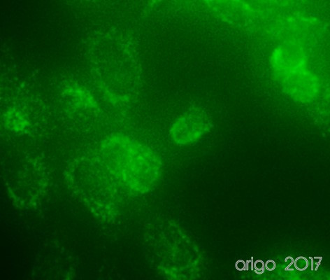 Anti-CD107a / LAMP-1, clone H4A3 (azide free)