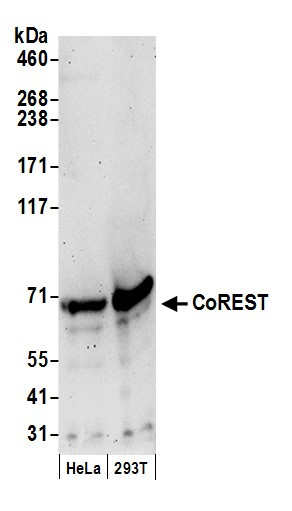 Anti-CoREST