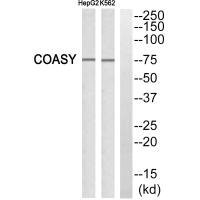 Anti-GADD45G