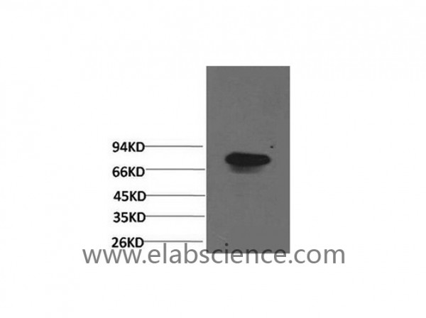 Anti-Transferrin, clone 5A4