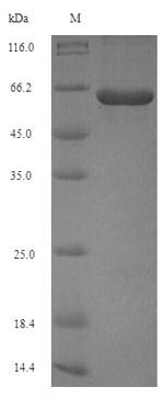 Peptidylarginine deiminase (PG_1424), Porphyromonas gingivalis, recombinant