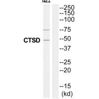 Anti-CTSD