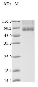 NADPH oxidase 4 (NOX4), Pongo abelii, recombinant
