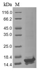 14 kDa fusion protein (A27L), Variola virus, recombinant
