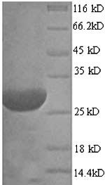 Hydrophobin (rodA), Neosartorya fumigata, recombinant