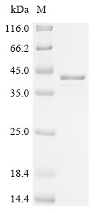 Midkine (Mdk), mouse, recombinant