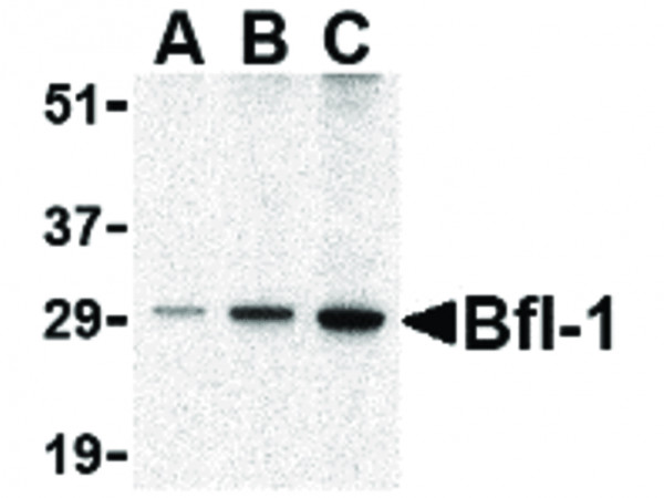 Anti-Bfl-1
