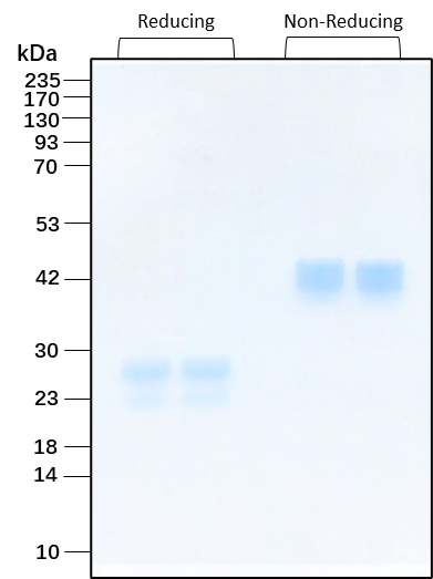 VEGF165 HumanKine(R) recombinant human protein
