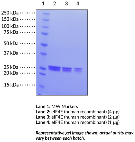 eIF4E (human, recombinant)