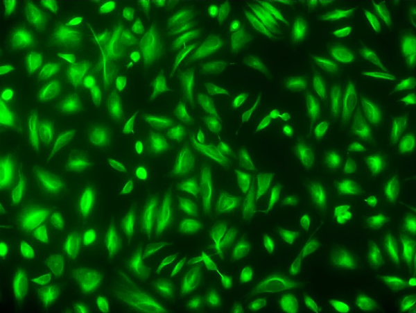 Cell Navigator(TM) Live Cell Tubulin Staining Kit *Green Fluorescence*