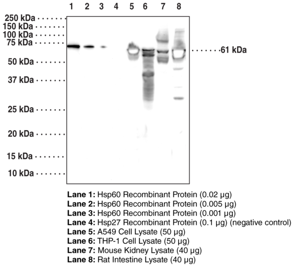 Anti-Hsp60 (HspD1) (Clone 10C3)