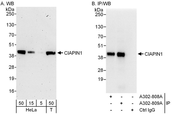 Anti-CIAPIN1