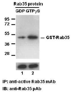 Anti-Active Rab35, monoclonal