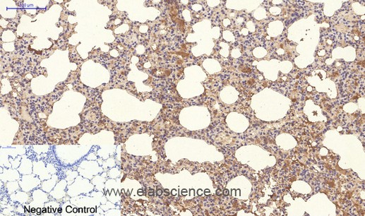 Anti-NBR1, clone 4C6