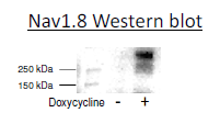 Nav1.8/beta2 - HEK293 Cell Line