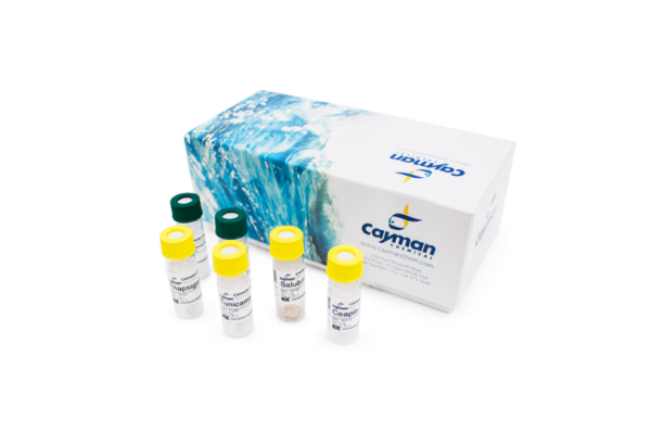ER Stress/Unfolded Protein Response (UPR) Reagent Kit