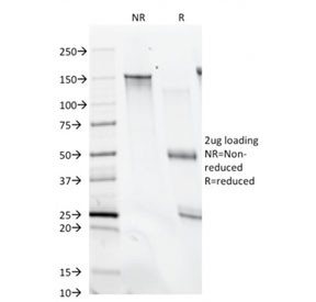 Anti-CD28, clone C28/74