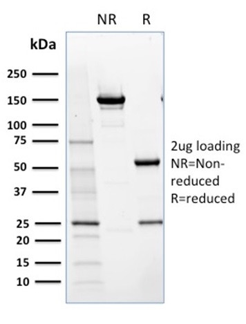 Anti-NRF1(NRF1/2609), 1mg/mL