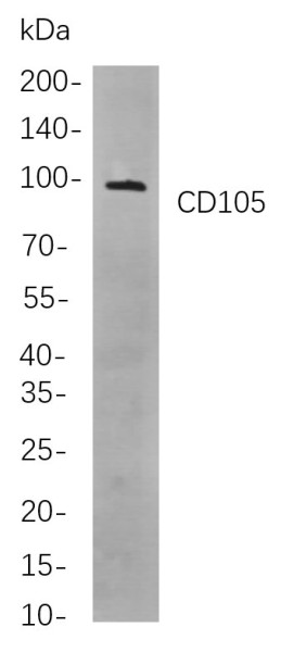 Anti-Recombinant CD105, clone 6G14