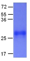 Rab35 Q67L mutant (Member RAS oncogene family, RAY, H-ray, RAB1C), human, recombinant full length, H