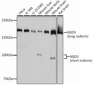 Anti-NSD3/WHSC1L1