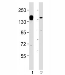 Anti-KDM6A