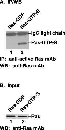 Anti-Active Ras, monoclonal