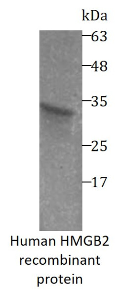 Human HMGB2 recombinant protein (His-tagged)