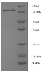 Spermine oxidase (Smox), mouse, recombinant