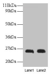 Anti-CSH1