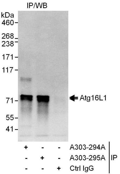 Anti-Atg16L1