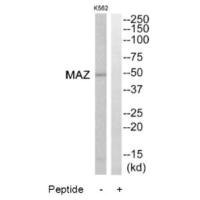 Anti-MAZ
