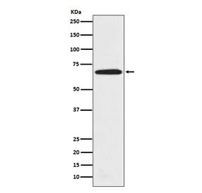 Anti-PRMT5, clone DCE-16