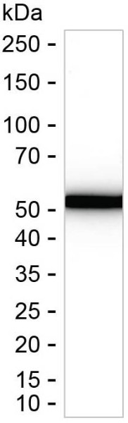 Anti-HMGCS1