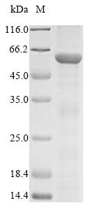Transcription factor AP-2-alpha (Tfap2a), mouse, recombinant