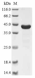 Cathepsin D (Ctsd), rat, recombinant