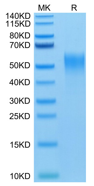 Mouse CD24 Protein