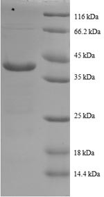 Cytochrome c oxidase subunit 5A, mitochondrial (COX5A), human, recombinant