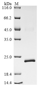 Relaxin receptor 2 (RXFP2), partial, human, recombinant