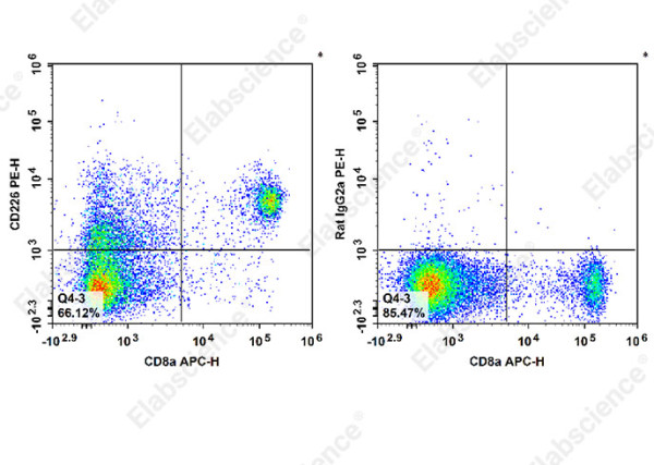 Anti-CD226, clone 480.1, Phycoerythrin conjugated