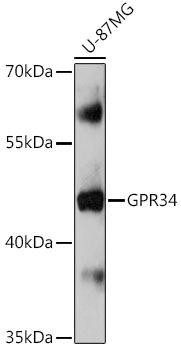 Anti-GPR34