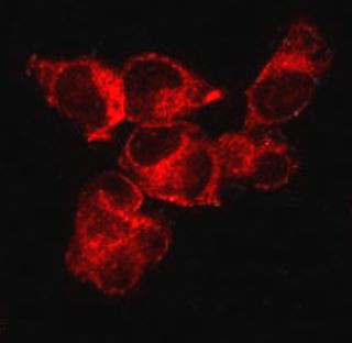 Anti-Cas9 (S. aureus)