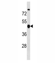 Anti-Cyclin B2 (CCNB2)