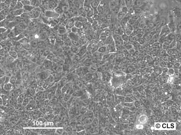 HNO41 Cells
