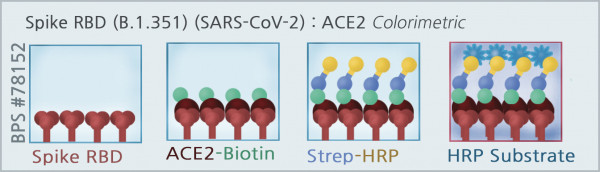 Spike S1 RBD (beta B.1.351 Variant) (SARS-CoV-2): ACE2 Inhibitor Screening Colorimetric Assay Kit