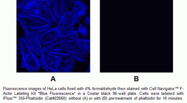 Cell Navigator(TM) F-Actin Labeling Kit *Blue Fluorescence*