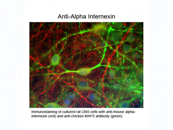 Anti-Alpha Internexin, clone ID2