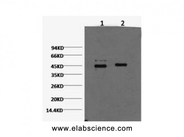 Anti-CASP9, clone 3I3