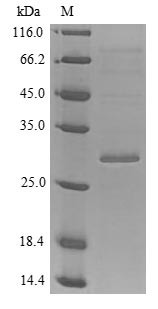 Tenascin (Tnc), partial, mouse, recombinant